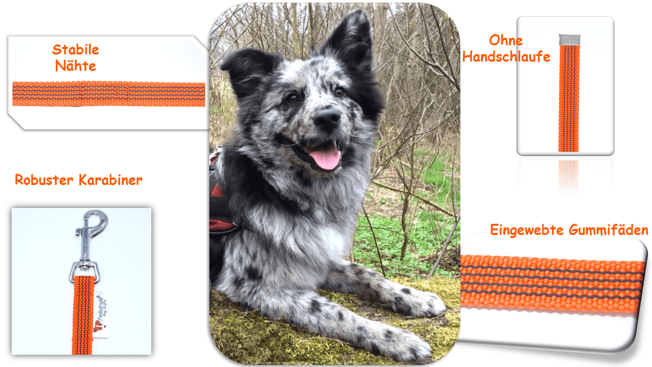Bild von mittel großem mehrfarbigen Hund in der Mitte. Um ihn herum Bilder und Schrift mit Vorteilen von orange gummierter Schleppleine ohne Handschlaufe